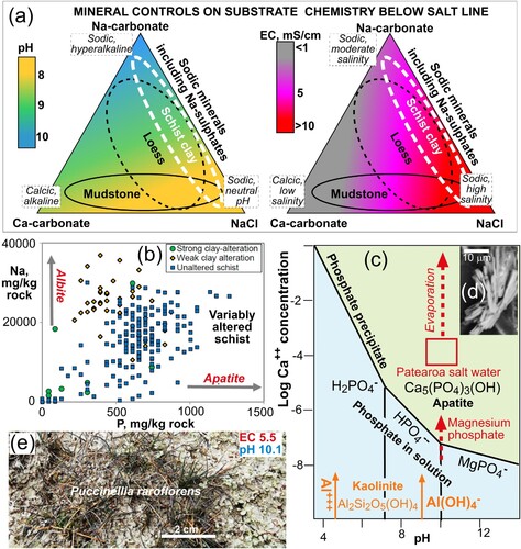 Figure 14. Geoecological features of substrate mineralogy and chemistry below the salt line. A, Depiction of variations in surface and subsurface pH and EC as a result of different proportions of the three principal pH-governing minerals. Generalised ranges for clay-altered schist substrates (white; e.g. Patearoa) are compared to the two other principal saline substrates. B, Phosphorus and sodium concentrations in background Otago Schist basement rocks typical of the Patearoa area. Apparent high Na in weakly altered rocks reflects sampling bias for more solid quartz-albite-rich specimens (e.g. Figure 8B). Clay alteration leads to lowering of apatite contents, lowering P, and alteration of albite to kaolinite with mobilisation of Na and raising pH. C, Geochemical model (from Geochemists Workbench®) showing the effects of high pH on substrate chemstry for low dissolved Ca and Mg levels in Patearoa substrate leach water. D, SEM image of Patearoa evaporative Mg-phosphate (Craw et al. Citation2022b). E, Endemic halophyte P. raroflorens at Patearoa site with red-purple colouration that may reflect nutrient stress such as P deficiency and/or Al toxicity.