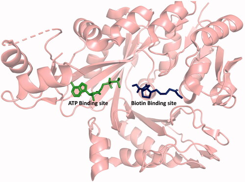 Figure 1. Structure of BC showing the ATP and biotin binding sites. ATP, ADP, aminooxazole, benzimidazole carboxamide, and pyridopyrimidine bind in the ATP binding site. Biotin, bicarbonate, and phosphate bind in the biotin binding site. Generated with PyMOL.