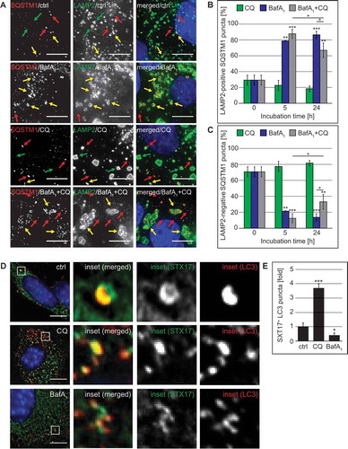 Figure 9. CQ treatment blocks fusion of SQSTM1-positive autophagosomes with lysosomes and leads to the accumulation of STX17 puncta. (A-C) U2OS cells were treated with 100 µM CQ and 100 nM BafA1 for 5 h, or with 50 µM CQ and 100 nM BafA1 for 24 h, individually or in combination, or left untreated (ctrl/0 h). Cells were finally processed for fluorescence microscopy and simultaneously labeled with antibodies against SQSTM1 and LAMP2, and images were acquired using the DeltaVision microscope. (A) Representative images of the 24-h time point are shown. Green, red and yellow arrows highlight SQSTM1-negative LAMP2 puncta, LAMP2-negative SQSTM1 puncta and SQSTM1-positive LAMP2 puncta, respectively. (B) The percentage of SQSTM1 puncta that colocalize with LAMP2 puncta was determined. (C) The percentage of SQSTM1 puncta that do not colocalize with LAMP2 puncta was determined. (D-F) GFP-STX17 MEFs were treated with 100 µM CQ or 100 nM BafA1 for 5 h, or left untreated (ctrl). Cells were finally processed for fluorescence microscopy and labeled with antibodies against LC3, before acquiring images using the DeltaVision microscope. (D) Representative images and insets with a magnified area are shown. (E) The percentage of STX17 puncta that colocalize with LC3 puncta was determined and expressed relative to the control (fold). Error bars represent SD of 3 independent experiments. The symbols *, ** and *** indicate significant differences of p < 0.05, p < 0.01 and p < 0.001, respectively. Scale bars: 10 µm.
