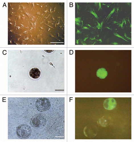 Figure 1 Expression of EGFP in fetal lung cells transfected with siRNA expression plasmid vector DNA and in SCNT blastocysts. Lung cells (A and B), 8-cell stage (C and D) and blastocysts (E and F). Images of A, C and E were taken under visible light. Those of B, D and F were taken under fluorescent light. Bars represent 100 µm.