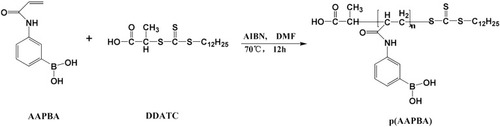 Scheme 2 Synthesis of p(AAPBA).