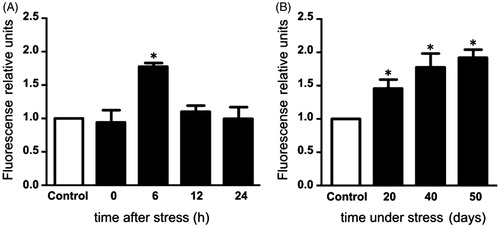 Figure 1. Reactive oxygen species (ROS) production in the testis of rats subjected to acute and chronic stress. (A) In males exposed to one stress session ROS generation increased significantly only at 6 hours post-stress. (B) In males stressed chronically for 20, 40, and 50 consecutive days ROS production increased significantly. The fluorescence relative units of the three control groups were normalized to 1 and are represented as a control group. The values of the graph show the mean ± SD (n = 5). One-way ANOVA. Tukey-Kramer post-test. *p < 0.05 compared with control group.