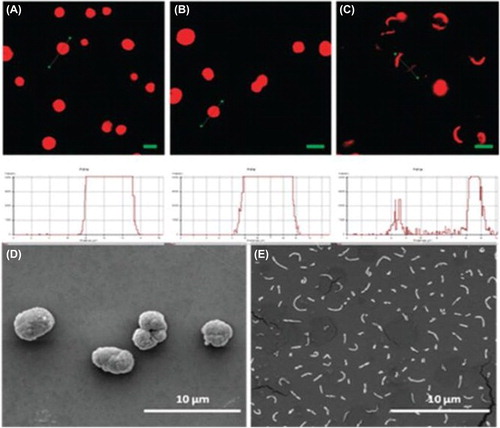 Figure 1. CLSM images of TRITC-dextran loaded (PRM/HEP)2 microcapsules before (A) and after (B) 7 weeks incubation in PBS (pH 7.4) and TRITC-dextran loaded (PRM/HEP)2 microcapsules after incubation in a 0.04 mM solution of trypsin in PBS (pH 7.4) (C) (the scale bar = 5μm). SEM images of (PRM/HEP) 2 microcapsules before (D) and after (E) incubation with 0.04mM solution of trypsin in PBS (pH 7.4). Reproduced with permission from reference (CitationRadhakrishnan and Raichur, 2012) Copyright Royal Society of Chemistry 2012.