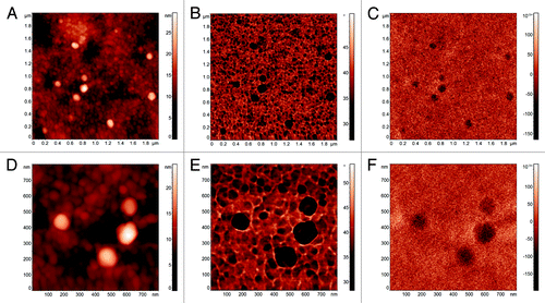 Figure 3. AFM standard tapping mode topographical reconstruction of and area of the magnetoferritin sample (A) with the corresponding tapping mode phase image (B) and MFM phase image (C). A detail of four magnetoferritin molecules showing the topography (D), the tapping mode phase image (E) and the MFM phase image (F).