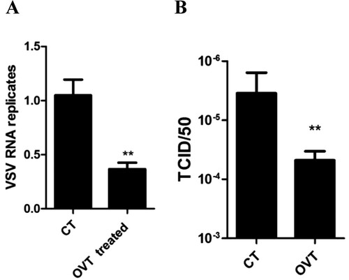 Figure 1. Effect of OVT on replication of VSV in macrophages. (A) Macrophages were incubated with medium or 100 ng/mL final concentration of OVT for 12 h. VSV (MOI = 100) infected the cells for 72 h and then carry out RT–PCR. (B) Collect the supernatant of A. Determine the titre of VSV. Data shown are mean ± SD of triplicate measurements. Compared with the control group: **p < .01. All data are representative of three independent experiments.