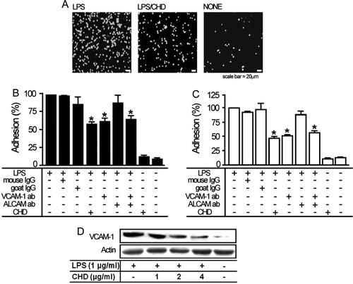 Figure 3.  CHD inhibits LPS-induced adhesion of leukocytes to endothelial cells. BAECs or HUVECs were serum-starved for at least 6 h and then cells were incubated with or without 1 µg/mL LPS alone or co-treated with the indicated concentrations of CHD for 6 h. (A) After staining with 10 µM calcein AM, THP-1 cells (5–6×106 cells/mL) were added to LPS-pretreated or untreated BAECs incubated with or without 2 µg/mL CHD. After incubating for 1 h, adherent cells were observed under a fluorescence microscope. Bar graphs in panels B (BAECs) and C (HUVECs) show percent adhesion (mean±SE, n=6, *P<0.01). (D) Proteins in BAEC cell lysates were resolved by SDS-PAGE and transferred to a PVDF membrane. VCAM-1 was monitored by Western blotting using antibodies for VCAM-1.