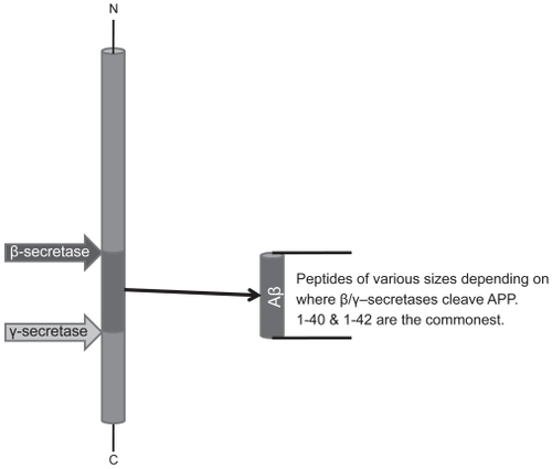 Figure 2 Sequential cleavage by β-secretase and γ-secretase releases Aβ fragment of varying length. β-secretase cleavage has to occur following internalization of APP-enzyme complex at pH values around 4.0 in cytosolic locations.