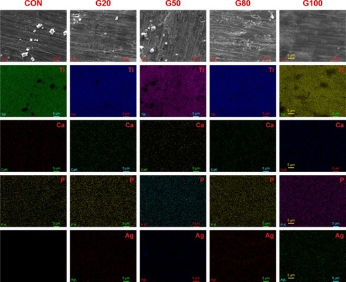 Figure 12 FE-SEM images of specimens after immersing SBF (simulated body fluid) solution for 7 days.Notes: Column 1 was CON. Columns 2, 3, 4, and 5 represented G20, G50, G80 and G100. First line was original images of each group (SEM images). EDX images are in lines 2, 3, 4, and 5.Abbreviations: CON, control; EDX, energy dispersive X-ray spectrometer; FE-SEM, field emission scanning electron microscopy; SBF, simulated body fluid.