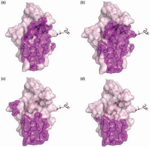 Figure 5. Hot spot residues or ligands binding sites mapped on CTLA-4 structure. Purple-shaded parts were identified as epitopes on human CTLA4. (a) Binding sites of Ipilimumab; (b) binding sites of antibody mAb146, the net indicates the N110 glycosylation site; (c) CD80 binding site (PDB code 1I8L); (d) CD86 binding site (PDB code 1I85)