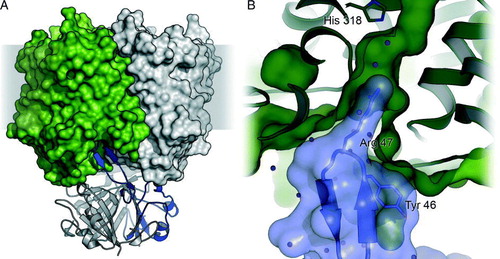 Figure 3.  The complex of E. coli AmtB with GlnK. (A) Side view of the complex (PDB accession-# 2NS1) with the AmtB trimer shown in surface representation and GlnK as cartoon. In each trimer, one monomer is shown in colour. (B) Detail of the blocking of the cytoplasmic exit channel of AmtB (green) by GlnK (blue). The side chain of Arg 47 inserts into the channel, and Tyr 51, the site of uridylylation though GlnD, is in close proximity: (not shown).