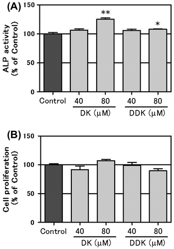 Fig. 2. Effect of DK and DDK on ALP activity and cell proliferation in MC3T3-E1 cells.