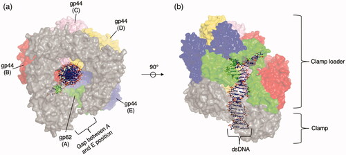 Figure 3. Representative clade 1 structure. (a) Top view of the T4 bacteriophage clamp loader (PDB: 3U60 (Kelch et al. Citation2011)). The clamp is shown as a gray surface representation while the clamp loader protomers in the A (gp62), B (gp44), C (gp44), D (gp44), E (gp44) position are shown as surface representations colored green, red, pink, yellow, and blue, respectively. The DNA substrate is shown as a ball and stick representation. (b) Sideview of T4 bacteriophage clamp loader.