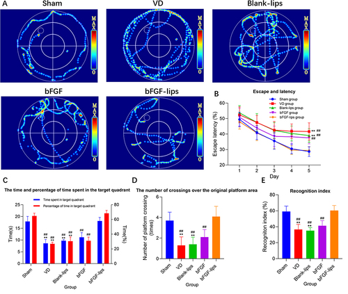 Figure 3 Nasal administration of bFGF-lips improved the learning and memory ability of VD mice. (A) Represents the video tracks of mice in each group on day 5 of the MWM test. (B) Represents escape and latency in the target quadrant. Two-way repeated-measures ANOVA with Bonferroni’s post-hoc test was used for the statistical analysis of training data. The escape latency data were significantly different only on day 5. (C) Represents the time and percentage of time spent in the target quadrant. (D) Represents the number of crossings over the original platform area. (E) Represents the recognition index. Data other than the escape latency were analysed by one-way ANOVA. Data are presented as means±SDs (n=10). **P<0.01 vs sham group; ##P<0.01 vs bFGF-lips group.