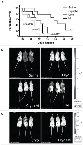 Figure 5. Cryoablation followed by Meriva significantly improved the survival rate and reduced the number of lung metastases. BALB/c mice were injected with 105 4T1 tumor cells in the mammary fat pad and treated with cryoablation (20% protocol) and Meriva as described in Figure 2, but now maintained until they succumbed spontaneously (A). The only difference with Figure 2 is that in this survival and IVIS study Meriva was administered until the mice succumbed, instead of for 14 d only. Four groups were included – I: Saline; II: cryoablation; III: cryoablation and Meriva; and IV: Meriva. In this experiment n = 9 mice per group. Results were analyzed by Log-rank Mantel-Cox test. P < 0.05 is significant. All groups were compared to the cryoablation plus Meriva group. M = Meriva; Cryo = cryoablation. Median survival times: saline 37 d, cryoablation 41 d, cryoablation plus Meriva 51 d, and Meriva 41 d. In parallel, mice were injected with 105 4T1.2luc3 cells (same groups as in A), to analyze the effect of treatment live by the IVIS system (B). 4T1.2luc3 tumor cells grew more slowly then 4T1 cells. Therefore, Cryoablation was given on day 21 after tumor cell injection instead of day 14, and Meriva was administered 3 d after cryoablation. On day 38 all mice were monitored by IVIS. n = 3 mice per group. On day 58, when all mice in the saline group and Meriva group were dead the mice in the cryoablation group and in the cyroablation and Meriva group were still alive and monitored by in vivo imaging system (IVIS) (C). The total luciferase signal (tumor plus metastases) for each mouse was quantified on days 38 and 58 as shown in Supplemental Table 1.