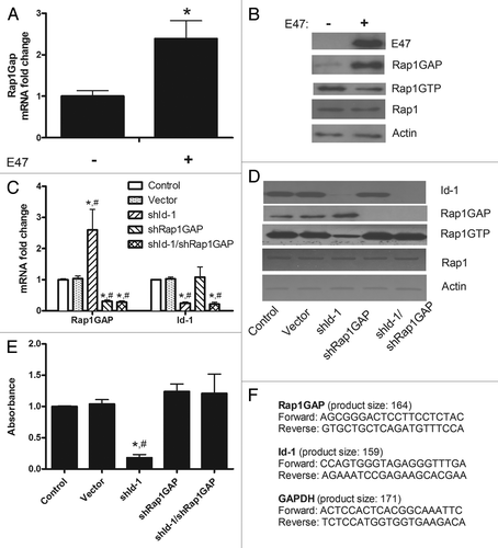 Figure 1. (A) In primary cultured mNSC, Rap1GAP mRNA levels increase in presence of purified E47 protein. The expression levels were analyzed by real time RT-PCR (Applied Biosystems). The average of three independent analyses for each gene and sample was calculated and was normalized to the endogenous reference control gene GAPDH. Data are expressed as mean ± SE; *, p < 0.05, ANOVA. (B) E47 induces also an increase in Rap1GAP protein levels, assessed by a specific monoclonal antibody (Abcam), accompanied by a decrease in Rap1 activity, which was assayed using a pull-down assay (Thermo Fisher Scientific) in which isolation of Rap1-GTP was followed by western blotting and probing with an anti-Rap1 antibody (Thermo Fisher Scientific), according to the manufacturer’s instructions. Actin was used as loading control. Standard methods were used for immunoblotting. The blots shown are representative of three experiments. (C) Rap1GAP and Id-1 mRNA levels were assessed in mNSC as described in panel (A) after specific knockdown of Id-1, Rap1GAP or both (data are expressed as mean ± SE; *p < 0.01 vs. control; #, p < 0.01 vs. vector, ANOVA). (D) The expression levels of Id-1 and Rap1GAP and Rap1 activity were evaluated in mNSC after silencing of Id-1, Rap1GAP or both. Actin was used as loading control. Representative blots (performed in triplicate) are shown. (E) The cell adhesion assay was performed in quadruplicate using a commercially available kit (ScienCellTM) according to the manufacturer’s instructions (data are expressed as mean ± SE; *, p < 0.01 vs. control; #, p < 0.01 vs. vector, ANOVA). (C–E) Lentiviral vector-expressed shRNA sequences were CATGAACGGCTGTTACTCA for Id-1 and TTGGTGTGTGAAGACGTCA for Rap1GAP. (F) Sequences (5′-3′) and product length of the primers used to perform real time RT-PCR of Rap1GAP, Id-1 and GAPDH.