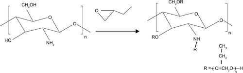 Figure S2 HBC synthesis.Abbreviation: HBC, hydroxybutyl chitosan.