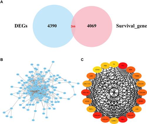 Figure 1 Venn diagram of the screened datasets and PPI network diagram. (A) The intersection of DEGs and survival genes. (B) Protein-protein interaction networks of 266 DEGs.Blue circular nodes represent proteins that interact with the proteins encoded by DEGs. (C)The top 20 hub genes in PPIN were identified by the Cytoscape (v3.6.1) plugin cytoHubba based on their connectivity degree. The 20 identified hub genes are displayed from red (high degree value) to yellow (low degree value).