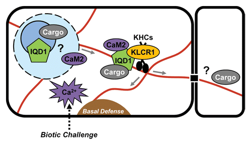 Figure 2. Current model of IQD1-regulated cellular processes. IQD1 is hypothesized to function as a scaffold protein that recruits in a Ca2+-CaM-dependent manner various cargos to kinesin (KHCs) motor complexes via KLCR1. Proteins such as GSTU26 or as yet unidentified RNAs are putative cargo molecules. Ribonucleoprotein complexes containing IQD1 may be assembled in the cell nucleolus/nucleus, exported and directionally transported along microtubule tracks to specific cellular sites related to plant defense response for local mRNA translation, or via plasmodesmata to adjoining cells. A generalized model may apply to other IQD family members.