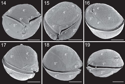 Figs 14–19. SEM micrographs of Coolia tropicalis (strain UNR-28). Fig. 14. Ventral view. Fig. 15. Oblique view of the epitheca. Fig. 16. Oblique-dorsal view of left side. Figs 17–18. Right lateral view. Fig. 19. Left lateral view. Scale bars: 10 µm.