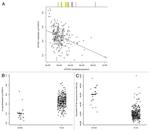 Figure 3. TCGA data analysis of ATP1B1 methylation and gene expression in normal kidney and RCC. (A) Normalized gene expression of ATP1B1 is plotted vs. ATP1B1 methylation at cg13104274 in RCC (n = 272) and demonstrates a significant association between DNA methylation and reduced gene expression (P = 5.3E-09). Above the plot is a scheme of CpG sites measured on the Illumina 450K platform in black, the yellow regions represent R1 (left) and R2 regions measured with MSP, the red line is the TSS, and the blue line is the plotted CpG site. (B) Methylation of cg13104274 is significantly higher in RCC (n = 272) compared with normal kidney (n = 21, P = 3.0E-06). Black bars represent mean methylation values: normal tissue mean methylation = 0.20, tumor mean methylation = 0.46 (C) ATP1B1 gene expression is significantly higher in normal kidney (n = 21) compared with RCC (n = 272, P = 3.0E-12). Black bars represent mean expression values: normal tissue mean expression = 6.1E+04, tumor mean methylation = 2.2E+04.