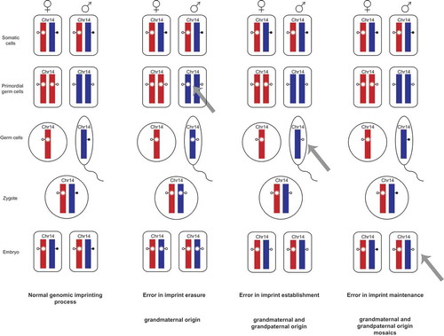 Figure 2. Genomic imprinting and the occurrence of imprint errors.This scheme shows the so called imprint life cycle exemplarily for the germline-derived MEG3/DLK1:IG-DMR on chromosome 14q32. The normal process of genomic imprinting is depicted in the column on the left-hand side. The methylation imprints of the DMRs are indicated by lollipops (filled – methylated status of the DMR, empty – unmethylated status of the DMR) and shown for the maternal (red) and paternal (blue) alleles.Somatic cells with a normal methylation imprint are shown at the top. These imprints are then erased in the primordial germ cells. The asterisk on the maternal allele indicates an epigenetic mark that prevents DNA methylation on the normally unmethylated maternal allele e.g., H3K4me2 or H3K4me3. The methylation imprints are then newly established in the male and female germ cells, respectively and are subsequently maintained in the zygote and through all following cell divisions.The other three columns display errors in imprint erasure, imprint establishment and imprint maintenance and their outcome in regard to chromosome 14.A failure to erase the maternal imprint in the paternal primordial germ cells would lead to a maternal epigenotype on the paternal allele. In these cases, a TS14 ID patient would have inherited the allele harboring the ID exclusively from the paternal grandmother. (Other marks may apply for mature sperm because the genome is largely devoid of histones.)In case the imprint erasure (second column) works correct but the imprint is not established in the male germ cells. Here, the ID allele could be inherited either from the paternal grandmother or the grandfather. The same holds true for errors in imprint maintenance. Additionally, mosaic IDs occur when the failure took place after fertilization in the early embryo so that only a subset of cells harbor an ID while the other cells have a normal epigenotype.