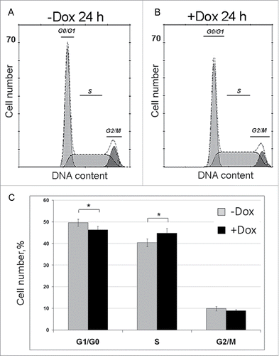 Figure 4. Effects of SURF6 overexpression on cell cycle progression in NIH/3T3-174 fibroblasts as examined by flow cytometry after 24 hours of post-induction with 100 ng/ml doxycycline. (A and B) Results of a representative experiment, where cells were cultured without (-Dox, A) or with (+Dox, B) doxycycline. In the panel (C), bar graphs illustrate the mean percentage of +Dox (black columns) and -Dox (grey columns) cells which was calculated on the basis of four independent experiments. In G0/G1 phase the number of +Dox cells (46.2 ± 2.0%) is significantly lower (p < 0.05) that the number of -Dox cells (49.6 ± 1.9%), while in S phase the number of +Dox cells (44.9 ± 2.6%) significantly (p < 0.05) exceeds that of -Dox cells (40.5 ± 2.0%). The numbers of +Dox and –Dox cells at G2/mitosis are rather similar. Data are presented as the mean ± SEM.