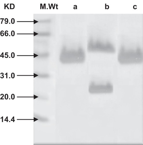 Figure 3 Analysis of purified camel IgG subclasses by 12% SDS-PAGE under reducing condition followed by Coomassie Blue staining reveals a, b IgG3 and IgG1 eluted from PG column and c, IgG2 eluted from PA column.