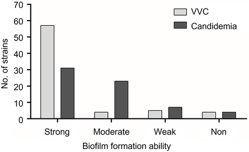 Figure 2 The biofilm formation ability of C. albicans strains from vulvovaginal candidiasis (VVC) and candidemia.