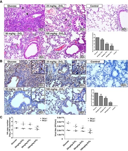 Figure 3 Positively-charged ZrO2 NPs of 200 nm reduced lung injury and viral replication in H5N1-infected mice. (A) Representative lung sections from each group were stained with H&E (400×) and scored in a blind study. The black triangles show alveolar lumen ﬂooded with edema ﬂuid and mixed with exfoliated alveolar epithelial cells, inﬂammatory cells, and erythrocytes. Arrows represent interstitial edema and inﬂammatory cellular inﬁltration around small blood vessels and bronchioles. Empty triangles indicate reduction in the number of mucous epithelial cells in bronchioles. (B) Representative lung sections from each group were stained using IHC (400×) and scored in a blind study. Arrows indicate positive cells. (C) Expression levels of HA genes were determined via qPCR and their PFU values were determined through plaque assay. These results were obtained from three distinct animals and are representative of three independent experiments. *, P < 0.05;**, P < 0.01 and ***, P < 0.001 compared to the glucose group.