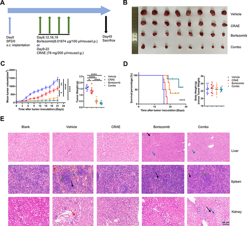 Figure 1 CRAE demonstrated its anti-tumor activity in the mouse xenograft model. (A) Time schedule of tumor implantation and drug therapy. (B) Measurement of tumor size. (C) Tumor volume and tumor weight. (D) Survival curves and body weight of different treatment types, such as Vehicle, CRAE, Bortezomib, or Combo treatment in SP2/0 xenograft mouse model (n = 8, one-way ANOVA or two-way ANOVA, *P < 0.05, **P < 0.01, ****P < 0.0001). (E) Representative images of HE staining of same group mouse liver, spleen, and kidney. Magnification, ×200. The black arrow in the pictures of liver refers to vacuolar degeneration and the blue arrow refers to inflammatory cell infiltration. The red arrow in the pictures of spleen refers to red pulp hemorrhage, the green arrow refers to white pulp, the blue arrow refers to mature neutrophils and the black arrow refers to extramedullary hematopoiesis. The red arrow in the pictures of kidney refers to mesangial cells proliferation, the black arrow refers to tubular atrophy and the blue arrow refers to inflammatory cells infiltration.