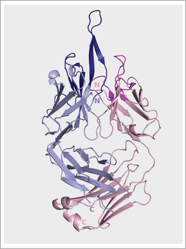 Figure 5. Ribbon representation of the Fpro0165 Fv structure. Blue is heavy chain; pink is light chain.