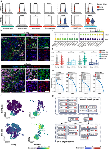 Figure 4. Hypoxia-induced HIF-2α activation drives lineage transition of CAFs.