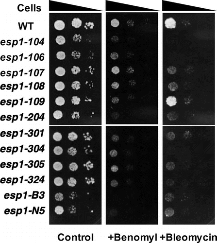 Fig. 2. Some esp1-ts are hypersensitive to microtubule and DNA damage.