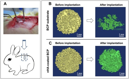 Figure 7 A rabbit intramuscular implantation model for the evaluation of material’s osteoinductivity (A); μ-CT images for structural changes of BCP (B) and nHA-coated BCP scaffolds (C) before and after implantation.