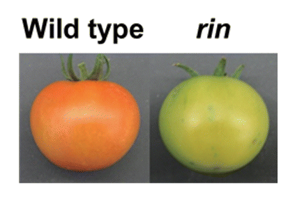 Figure 1. The rin mutation inhibits tomato fruit ripening. Wild type tomato fruits turn red and soften at the ripening stage (left), whereas the rin mutant fruits do not exhibit these changes (right). The rin mutation also inhibits the ripening-associated ethylene production and rise in respiration rate.Citation14 The induction of RIN at the onset of ripening is not influenced by exogenous ethylene.Citation3 In addition, the rin fruits show induction of some ethylene-responsive genes but do not ripen in response to exposure to exogenous ethylene,Citation14 suggesting that RIN is required for both ethylene-dependent and independent pathways.Citation2