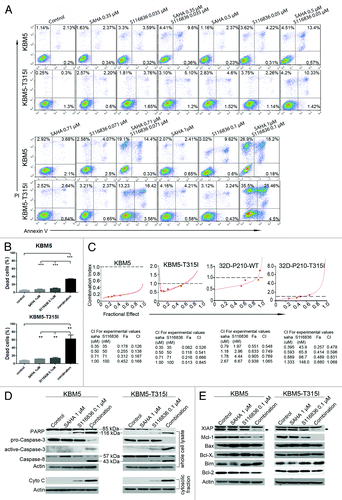 Figure 4. Co-treatment of SAHA and S116836 leads to significant apoptosis in CML cells. (A and B) KBM5 or KBM-T315I cells were treated with various concentrations of S116836 in combination with different concentrations of SAHA for 24 h, after which they were stained with FITC-Annexin V/propidium iodide. The percentages of the apoptosis cells were determined by the flow cytometry (A). Quantitative analysis of dead cells in 3 independent experiments was shown (B). Columns represent triple respective experiments and the bars denote means with SEM. (C) KBM5 and KBM-T315I cells were treated with various doses of SAHA (0.31 μM~1 μM), S116836 (0.031 μM~0.1 μM), or combination of the 2 drugs. Twenty-four hours later, apoptosis was measured by flow cytometry. Combination index (CI) was analyzed by using the CalcuSyn Software. CI < 1 represents synergism. (D) The CML cells were co-treated with SAHA (1 μM) and S116836 (0.1 μM) for 24 h. The cells were divided into two portions, the first portion was prepared the whole cell lysate with RIPA buffer for western blotting of the cleavage of PARP and the levels of caspase-8, pro-caspase-3, and active caspase-3 (upper). The second portion of the cells was prepared the mitochondria-free cytosolic fractions to monitor the levels of cytochrome c by western blotting (lower). (E) The expression of apoptosis-related proteins in whole cell lysates was detected by western blotting analysis. Actin was used as a loading control.