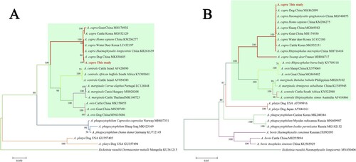 Figure 4. Phylogenetic analysis of A. capra sp. nov identified in this study based on msp4 (656 bp, A) and groEL (874 bp, B) genes. The trees were constructed using NJ method with MEGA 7.0 software and the numbers on the tree indicate bootstrap values for the branch points. Bootstrap analysis was performed with 1000 replicates. Numbers on the branches indicate percent support for each clade. Red font denotes the sequences obtained in this study. Rickettsia raoultii was used as outgroup. The green background represents intraerythrocytic Anaplasma spp.