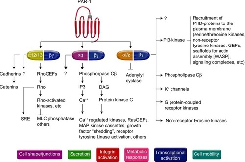 Figure 1 Pathways of platelet protease-activated receptor (PAR)-1 activation.