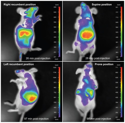 Figure 7 In vivo imaging of a nude mouse at different positions.Note: The nude mouse has been injected with liposome-coated chlorophyll nanocomposites via the tail vein.