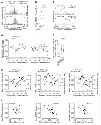 Figure 4. Factors influencing DSB processing. (A) Spatial correlation of SSDS coverage (data from Citationref. 21) with methylated nucleosomes. Each panel shows the mean of locally normalized profiles across the 20% of hotspots with the most asymmetric H3K4me3 patterns (left > right in top panel; right > left in bottom panel). The same local normalization factor was applied to Watson and Crick SSDS reads for each hotspot so that signal strengths on Watson and Crick were comparable. (B) Ratio of sum of locally normalized SSDS coverage in 3,001-bp windows around the centers of the subsets of hotspots from panel A. The ratios are plotted on a log2 scale but labeled according to a linear scale. The horizontal solid and dashed lines show the mean and 95% CI, respectively, estimated by bootstrap resampling from all hotspots without regard to H3K4me3 (a)symmetry. The bootstrap mean of 0.98 (-0.022 on log2 scale) is explained by the fact that the sum of locally normalized SSDS coverage of all hotspots is slightly lower on the Watson strand than on the Crick strand (Watson:Crick ratio of all hotspots is 0.98). (C) SSDS signal spreads for similar total distance toward high- and low-H3K4me3 sides. Each panel shows the mean of locally normalized profiles on Watson (top) and Crick (bottom) strands in the hotspots subsetted by H3K4me3 asymmetry. Local normalization was applied separately to Watson and Crick reads so that signal strengths were comparable between the subsets. Note that the curves match well at longer distances (≥ 800 bp from hotspot centers), suggesting that similar lengths of ssDNA are revealed regardless of H3K4me3 (a) symmetry. (D) SPO11 oligos and SSDS coverage display similar density patterns in centromere-proximal regions (left) but not in centromere-distal regions (right). Points are densities of SPO11 oligos (reads per million (RPM) per Mb) and SSDS tag counts (tags per million (TPM) per Mb), within coordinates defined by SSDS hotspots, in 1-Mb windows, averaged across all 19 autosomes. (E) SPO11-oligo density and either GC content (left panel) or heterochromatin marks H3K9me2/3 (center and right panels) in 1-Mb windows across centromere-proximal regions of all autosomes. The SPO11-oligo density data are reproduced from panel D to aid comparison. (F) Correlation between SPO11-oligo density and either GC content (left panel) or heterochromatin marks H3K9me2/3 (center and right panels) in 1-Mb windows across centromere-proximal regions, averaged across all autosomes. (G) Ratios of SSDS tag counts to SPO11-oligo read counts in SSDS hotspots differ between autosomal sub-chromosomal domains. “Sub-telomeric” is defined as the centromere-distal 5 Mb of each autosome. “Interstitial” is all other autosomal regions. One tag count and one SPO11-oligo read count were added to each hotspot. Boxplot outliers are not shown. P value is from Wilcoxon rank sum test.