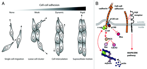 Figure 2. N-cadherin-mediated cell-cell adhesion regulates collective cell migration. (A) Cell clusters adopt different migration phenotypes depending on the strength of N-cadherin mediated cell-cell adhesion. In the absence of N-cadherin-mediated cell-cell adhesion (e.g., the extracellular domain deleted N-cadherin mutant expressing cells), the cells are migratory but remain single cells. With weak cell-cell adhesion (e.g., the cytoplasmic deleted N-cadherin mutant cells), migratory cells often form cell clusters but cell-cell interactions are transient. In wildtype cells, cell-cell adhesion is strong enough to minimize cell scattering, but dynamic enough to support cell intercalation within cell clusters. The expression of an N-cadherin-α-catenin chimera induces strong cell-cell adhesion that prevents cell intercalation, but promotes supracellular movement of the entire cluster. (B) Model depicting different pathways through which N-cadherin can regulate cell migration. N-cadherin 4th extracellular domain has been shown to interact with fibroblast growth factor receptor (FGF receptor), which is involved in the pro-migratory MAPK/ERK pathway. N-cadherin cytoplasmic domain interacts with binding partners such as β-catenin (β-cat), which interacts with α-catenin (α-cat), a molecule that can bind and organize the actin network. Furthermore, N-cadherin cytoplasmic domain may be regulating cell migration through the regulation of GTPase activity. N-cadherin binding partner, β-catenin also binds RICS, a GTPase activating protein for cdc42 and Rac1. Or, N-cadherin binding partner, p120-catenin (p120-cat) binds p190RhoGAP (p190), which is a GTPase activating protein for RhoA.