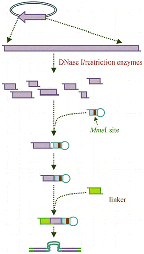 Figure 4. A schematic illustration of construction of enzymatically synthesized siRNA library.