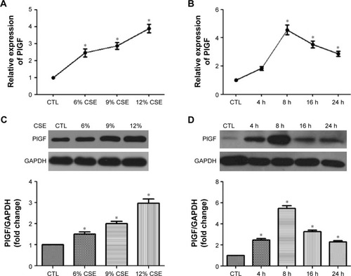 Figure 1 CSE increases PlGF expression and secretion in 16-HBE cells.