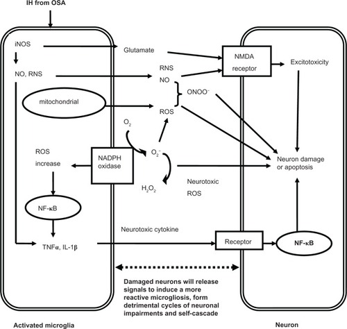 Figure 1 The potential mechanisms of microglia-induced structural neuron damage during IH exposure from OSA.