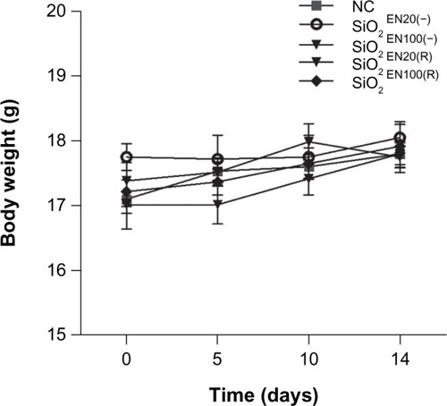Figure 2 The effect on body weight of SiO2 NPs fed to mice.Notes: C57BL/6 mice were treated with varying sizes (20 nm, 100 nm) and charges (SiO2EN[R]; negative, SiO2EN[−]) of 750 mg/kg colloidal SiO2 NPs for 14 days. Body weight was measured all throughout the experiment period, and it served as one of the primary indicators of SiO2 NP immune toxicity. Data are presented as the mean ± standard deviation; n=5.Abbreviations: NC, normal control; SiO2EN(−), negatively charged silicon dioxide; SiO2EN(R), silicon dioxide modified with L-arginine; SiO2, silicon dioxide; NP, nanoparticle; n, number.