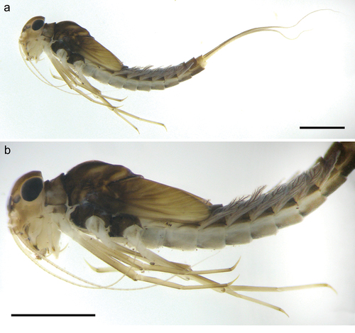 Figure 1. Larva of Centroptilum volodymyri sp. nov., Georgia, holotype. (a, b), Body in lateral view. Scale bars: 1 mm.