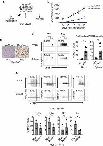 Figure 3. Established Myc-CaP Tumors Maintain Her-2/neu Expression and Induce a Systemic Cytotoxic CD8 T Cell Response to Rat-Neu Neoantigen.