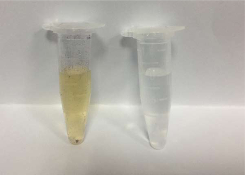 Figure S2 GO and GPt (from left to right) in acidic condition pH =5.Abbreviations: GO, graphene oxide; GPt, polyethylene glycol-graphene quantum dots-Pt.