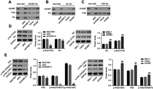 Figure 4 HOXB7 was associated with Src and FAK and regulated their phosphorylation in human gastric cancer cells.Notes: Following coimmunoprecipitation assays with (A) anti-HOXB7 antibody, (B) anti-Src antibody, and (C) anti-FAK antibody, the presence of HOXB7, Src, or FAK in the immunoprecipitated protein complexes was detected by Western blot. (D) Protein expression of total Src and p-Src (Y416) and (E) total FAK, p-FAK (Y397), and p-FAK (Y576/577) within cells transfected with siHOXB7/siNC or HOXB7/vector. GAPDH was an equal loading control. p-Src or p-FAK was normalized to its corresponding total protein. **P<0.01 versus SGC7900 cells transfected with siNC; ##P<0.01 versus SNU1 cells transfected with vector.