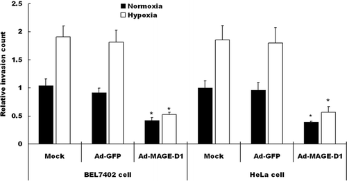 Figure 4 Ad-MAGE-D1 infection decreased the invasion of tumor cells. Cells transduced with 50 MOI of the indicated adenovirus for 48 h were plated on the transwell inserts, and transwell invasion assays were performed. Quantitative analysis of invasion after incubation for 8 h under normoxic or hypoxic conditions was performed by counting cells on membranes that were stained with Giemsa solution. Each experiment was performed in triplicate, and three separate experiments were performed. Data are expressed relative to normoxic mock condition. Results are shown as the mean ± SD *p < 0.01 vs. mock condition.